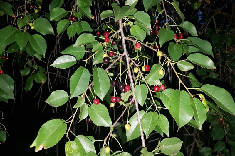 Prunus Mahaleb (čerešňa mahalebková)